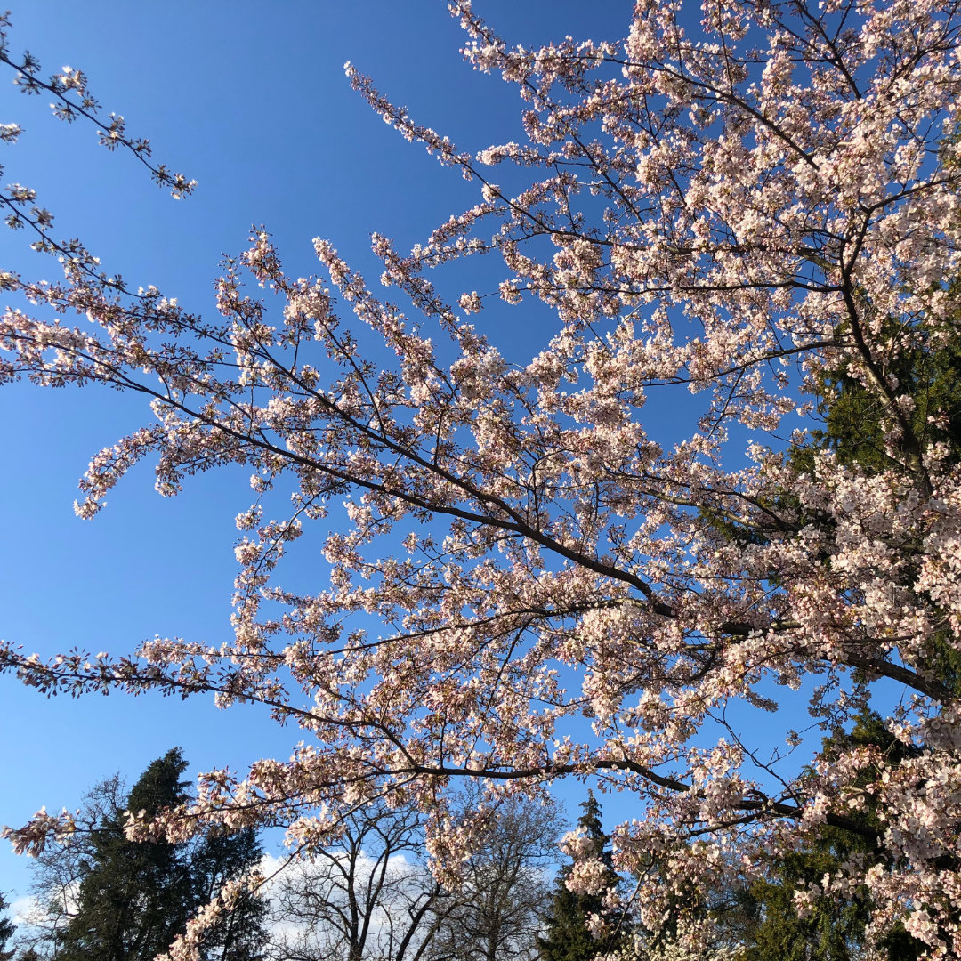 Blume, Pflanze, Kirschblüte